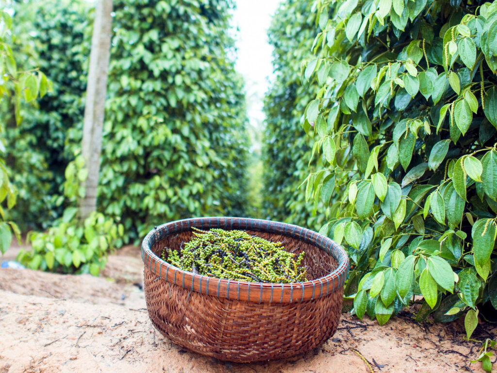 get to know about phu quoc island, vietnam