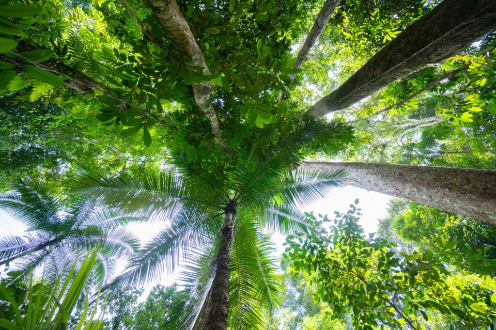 Hidden Phu Quoc Nature Walk