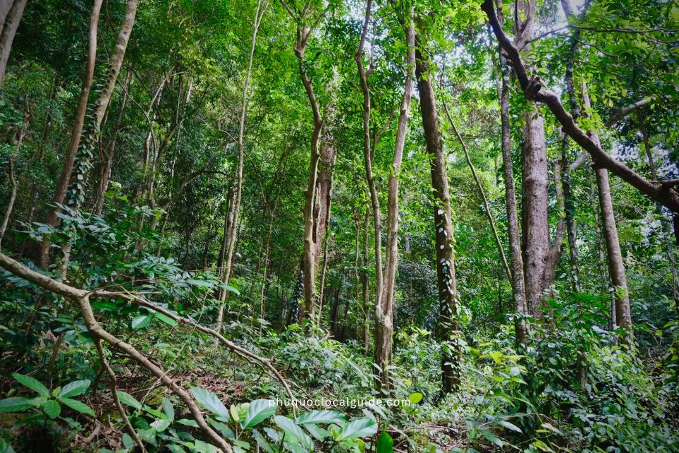 phu quoc Nature Walks & Forest Trails