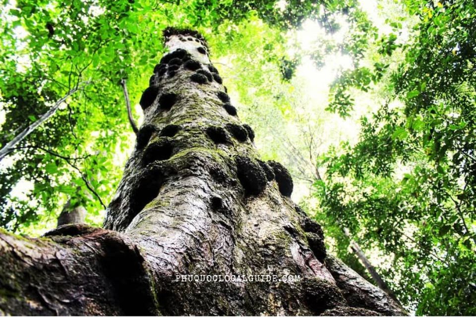 Hidden Phu Quoc Nature Walk